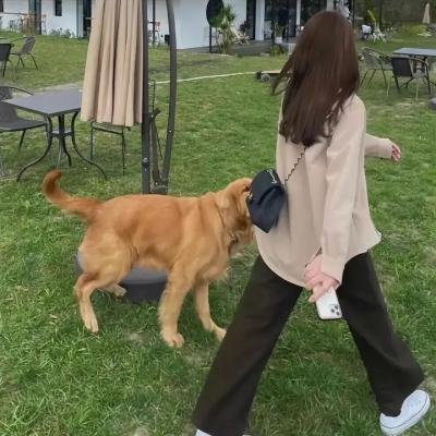 忠狗巴比传